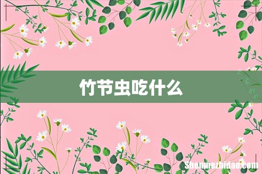 竹节虫吃什么