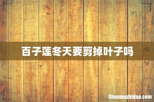 百子莲冬天要剪掉叶子吗