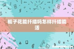栀子花能扦插吗怎样扦插能活