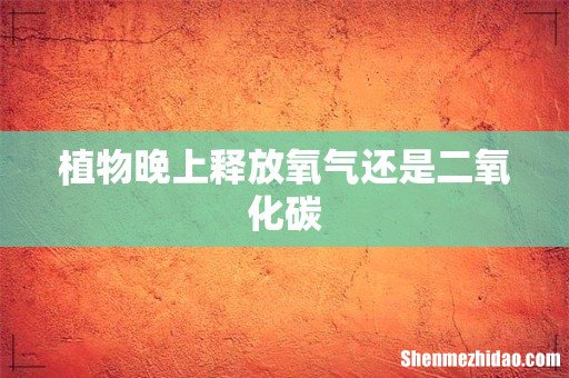 植物晚上释放氧气还是二氧化碳