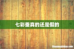七彩蚕真的还是假的