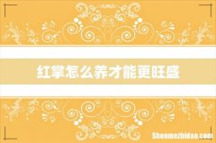 红掌怎么养才能更旺盛
