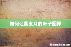 如何让紫玄月的叶子圆厚
