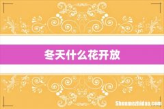 冬天什么花开放