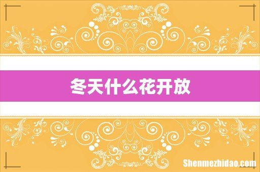 冬天什么花开放