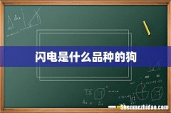 闪电是什么品种的狗