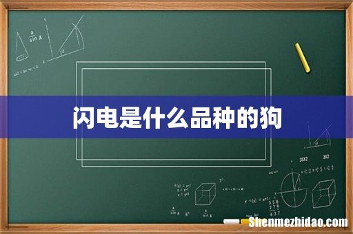 闪电是什么品种的狗