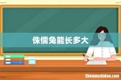 侏儒兔能长多大