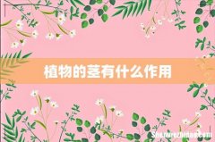 植物的茎有什么作用