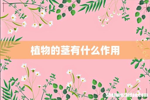 植物的茎有什么作用