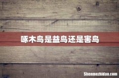 啄木鸟是益鸟还是害鸟
