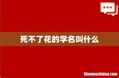 死不了花的学名叫什么