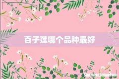 百子莲哪个品种最好