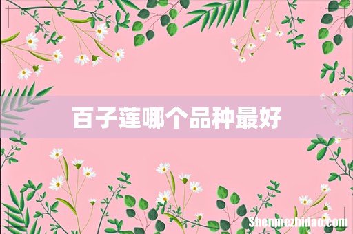 百子莲哪个品种最好
