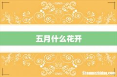 五月什么花开