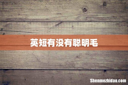 英短有没有聪明毛