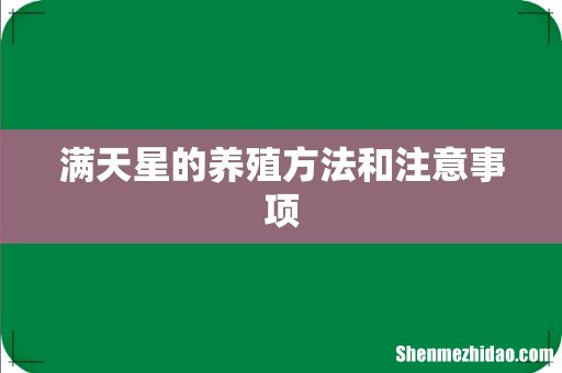 满天星的养殖方法和注意事项