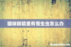 猫咪眼睛里有寄生虫怎么办