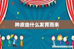 种皮由什么发育而来