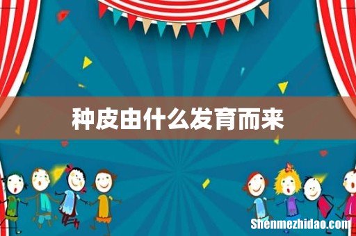 种皮由什么发育而来