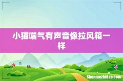 小猫喘气有声音像拉风箱一样
