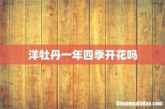 洋牡丹一年四季开花吗
