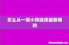 怎么从一窝小狗选择最聪明的