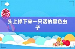 头上掉下来一只活的黑色虫子