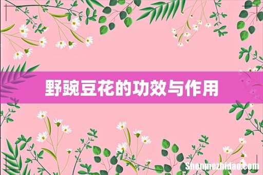 野豌豆花的功效与作用