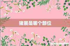 猪展是哪个部位