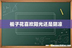 栀子花喜欢阳光还是阴凉