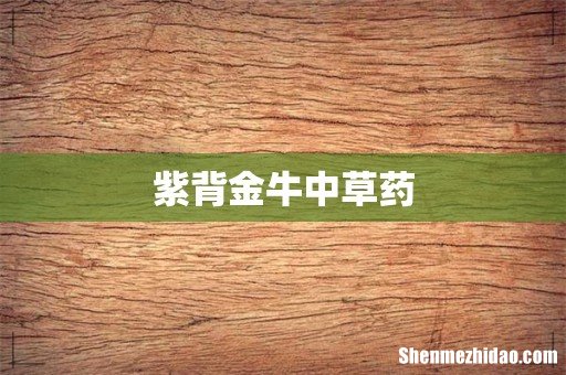 紫背金牛中草药