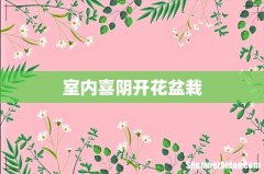 室内喜阴开花盆栽