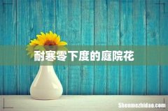 耐寒零下度的庭院花