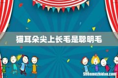 猫耳朵尖上长毛是聪明毛
