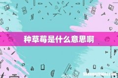 种草莓是什么意思啊