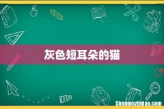 灰色短耳朵的猫