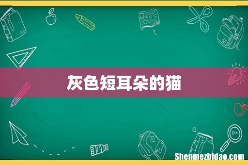 灰色短耳朵的猫
