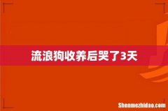 流浪狗收养后哭了3天
