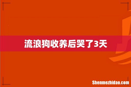 流浪狗收养后哭了3天