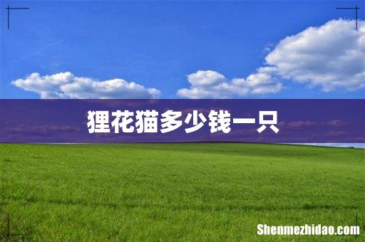 狸花猫多少钱一只