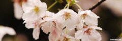 去一次日本花多少钱 去一次日本花多少钱人民币