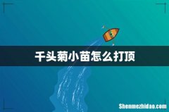 千头菊小苗怎么打顶