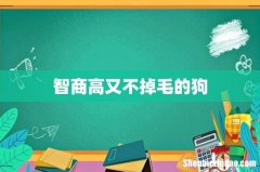 智商高又不掉毛的狗