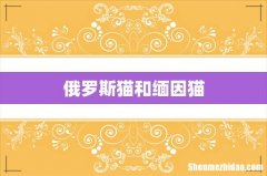 俄罗斯猫和缅因猫