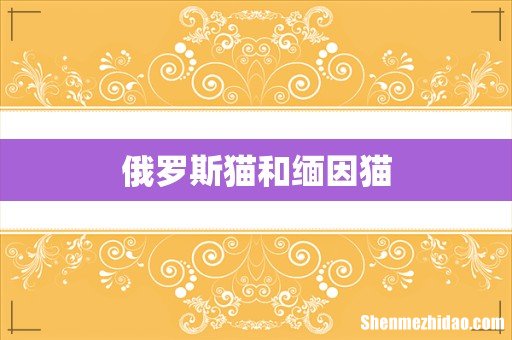 俄罗斯猫和缅因猫