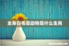 全身白毛是动物是什么生肖