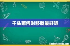 千头菊何时移栽最好呢