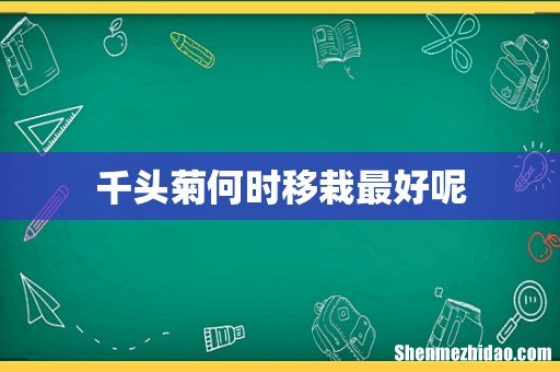 千头菊何时移栽最好呢