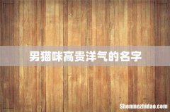 男猫咪高贵洋气的名字